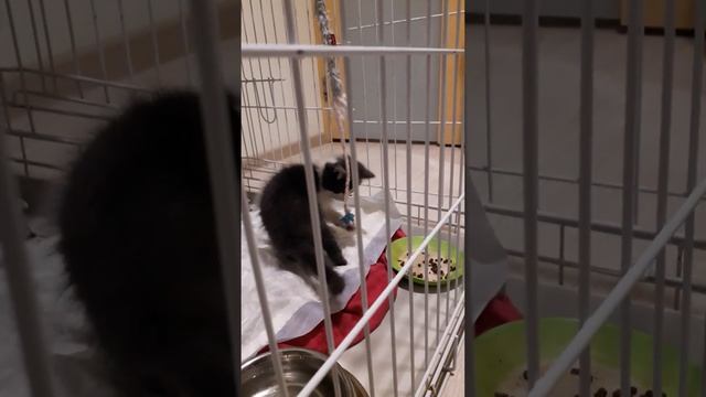 Котенок СКУТЕР - подобран 22.09.2023, нужен дом! (4) смотреть онлайн