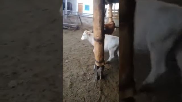 Покупка телят Аулиекольской породы ) Аулиеколь тукымдыка смотреть онлайн