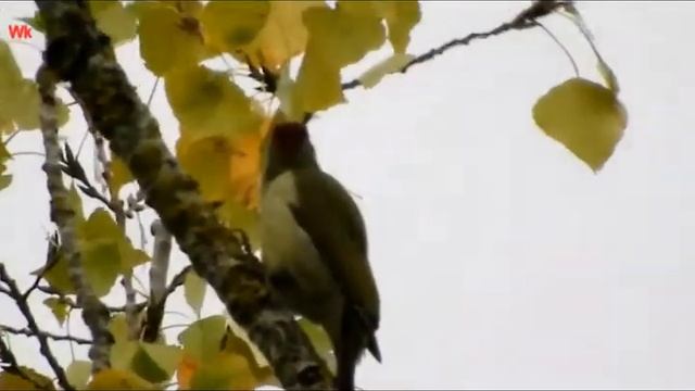 Вот дятел блин, зелёный 4 (нем. Hier ist ein Grünspecht) смотреть онлайн