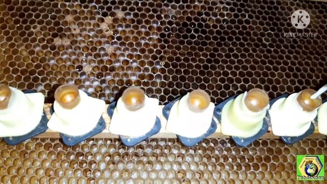 Вывод маток, матководство на нашей пасеке Бакфаст ???? смотреть онлайн