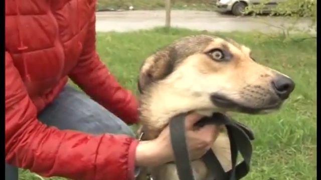 Пушистая рубрика. Красавица Дана смотреть онлайн