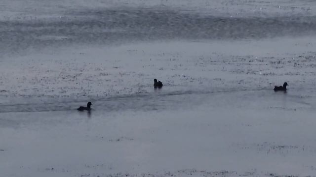 Куда улетают перелетные птицы?