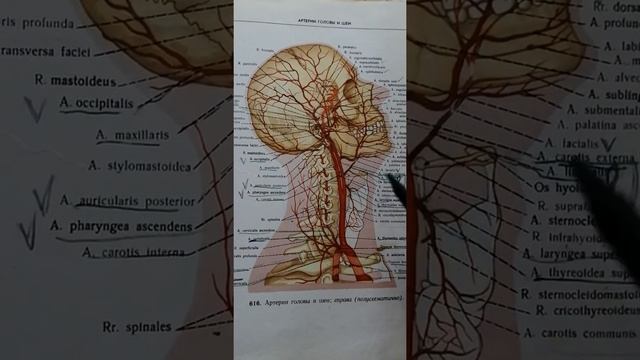 Общая сонная артерия. Бифуркация общей сонной артерии смотреть онлайн