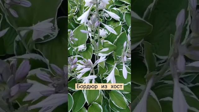 бордюр из хост. #хоста #цветы #хосты #hostallife смотреть онлайн