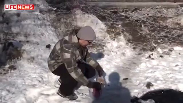 Верность пса после смерти подруги смотреть онлайн