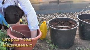 Вербена - выращивание от посева до цветения. Обильноцветущий однолетник - достойная замена петунии