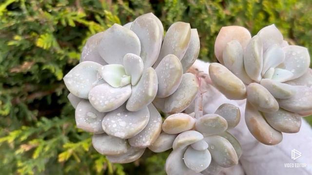 Echeveria Roma смотреть онлайн