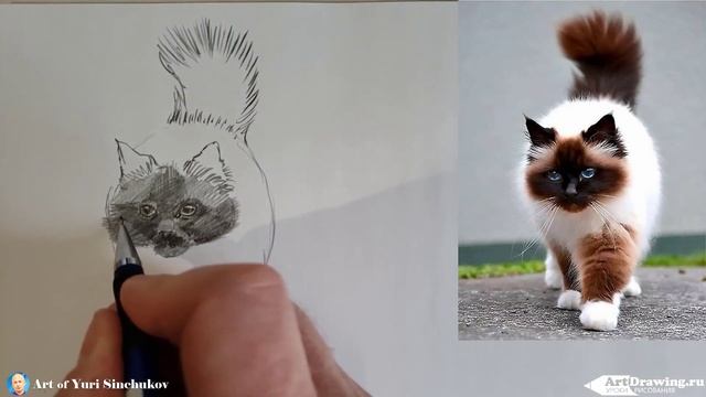 как нарисовать кошку рисуем скетч карандашом рисуем кошку карандашом смотреть онлайн