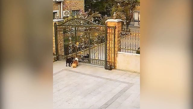 Два на два. Чтобы по-чесному )) смотреть онлайн