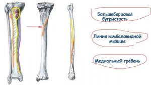 Большеберцовая и малоберцовая кость   надколенник.