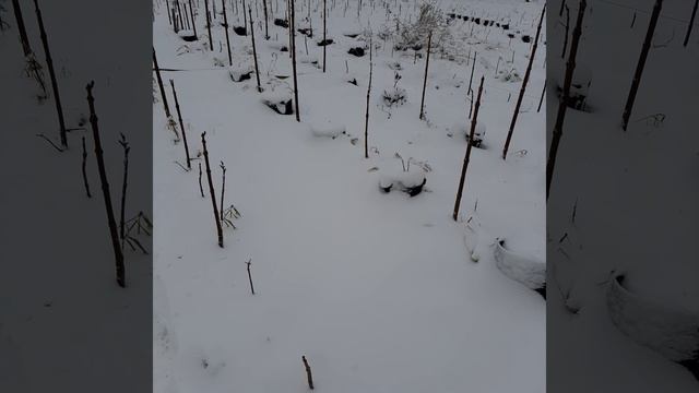 Павловния 17.11.22 Белгородская обл. #павловния #paulownia #pavlovniya смотреть онлайн