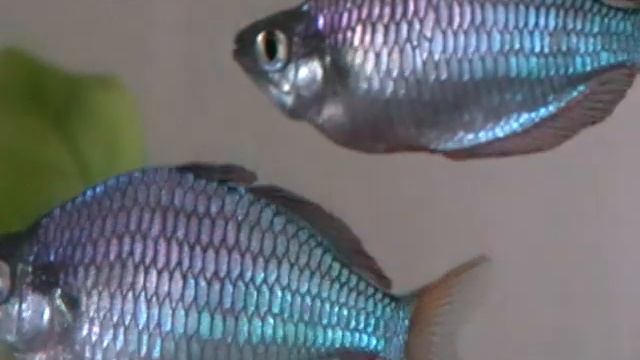 Neon Rainbow (Melanotaenia praecox)-Teosinumano. смотреть онлайн