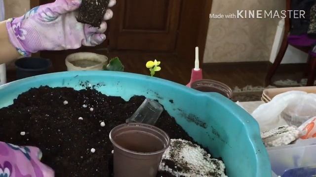 Болмо гулу | Бегония гулун жалбырактан , озогунон остуруу ыкмасы