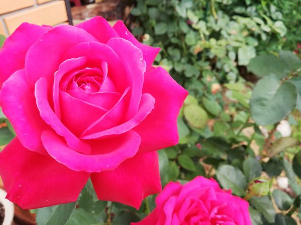 БАКОВАЯ СМЕСЬ для РОЗ смотреть онлайн