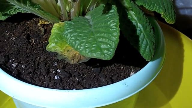 JVC GC-FM 1 macro test 720P смотреть онлайн