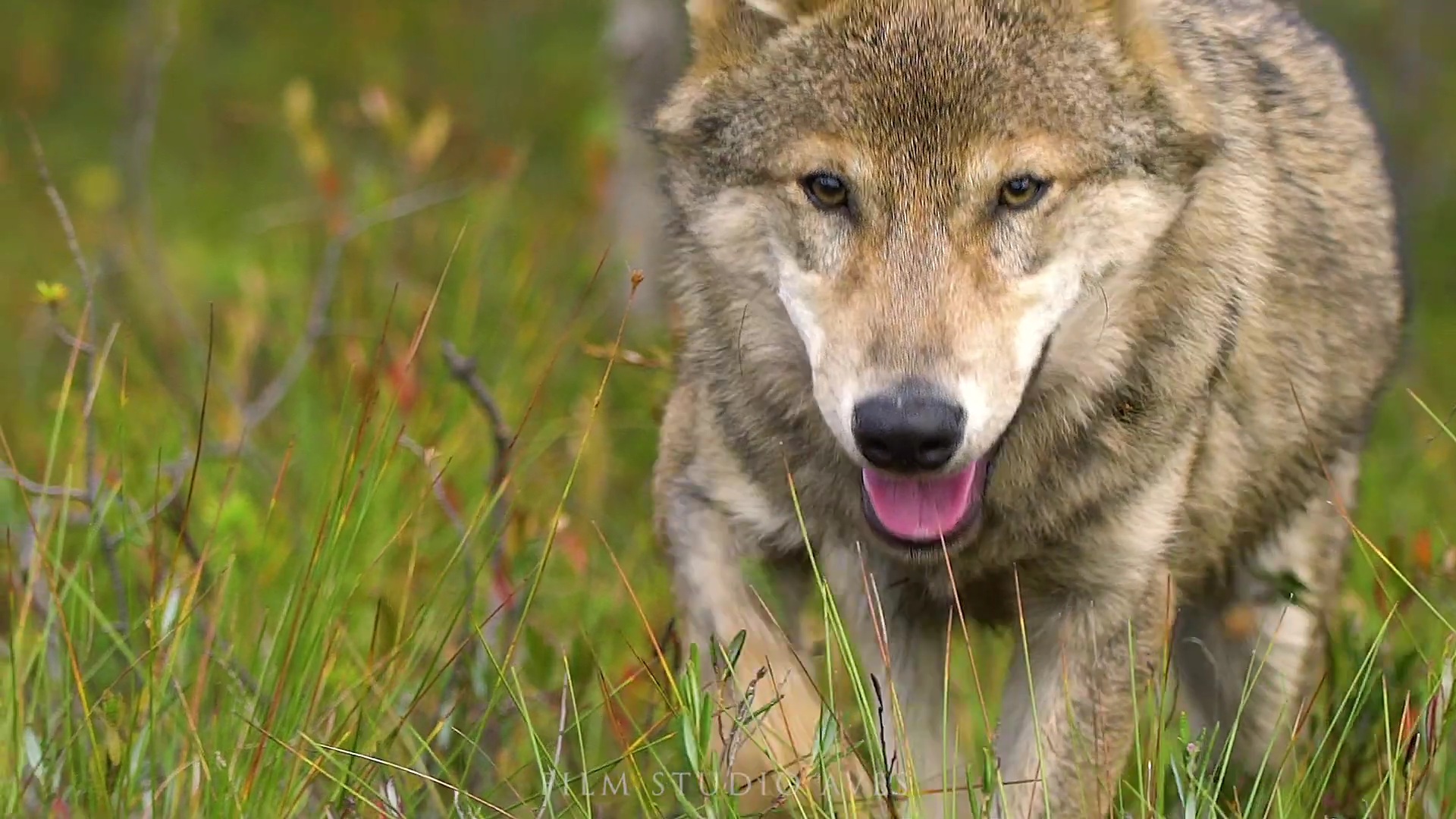 Волки смотреть онлайн