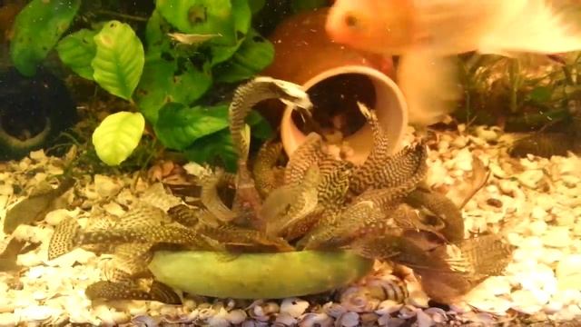 Вуалевый Анцитрус. как содержать анциструсов, Ancistrus, Zierfische, HOW TO: Breed Ancistrus Fish