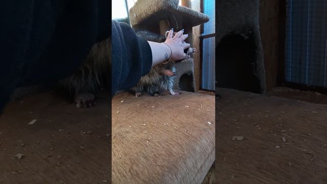 #ямыилюша #енотики #raccoon #животные #помощьбездомнымживотным ##собачки #зима #юмор смотреть онлайн