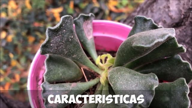 ADROMISCHUS CRISTATUS ? смотреть онлайн