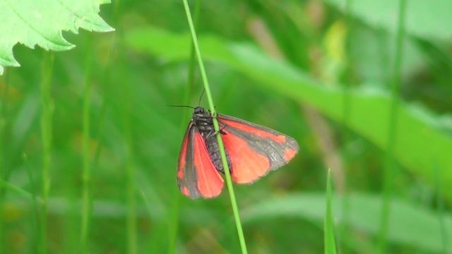 Бабочка. Медведица крестовниковая ( Tyria jacobaeae ) смотреть онлайн