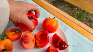 Сравним плоды хурмы Зенджи мару (Шоколадница) и Хиакуме.