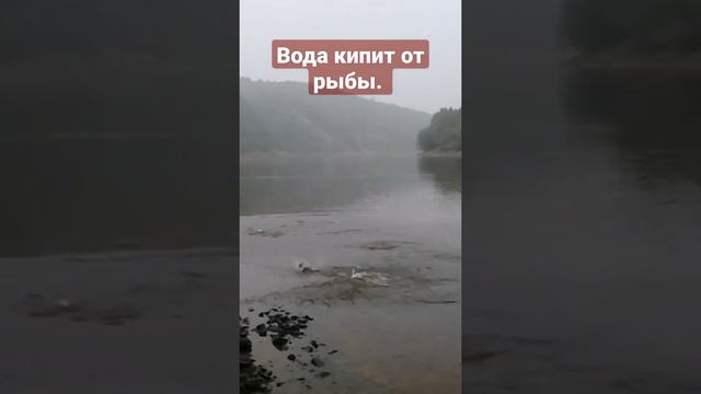 Вода закипела, тут рыбы видимо не видимо. Рыбалка 2021. смотреть онлайн