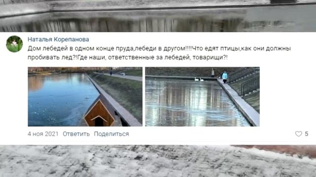 Почему утки живущие в городах, не торопятся улетать? смотреть онлайн