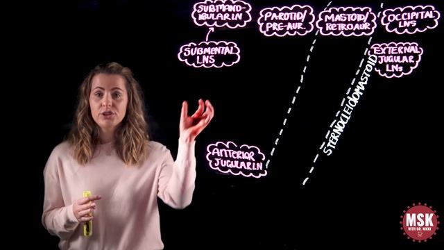 Lymph Node Groups and Drainage of the Head and Neck смотреть онлайн