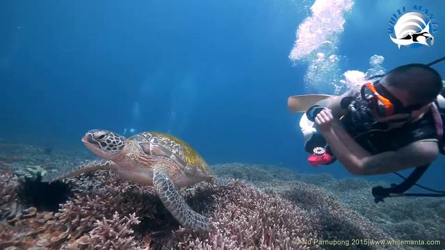 Komodo Scuba Diving With Black Manta Liveaboard 20-26 AUG 2015