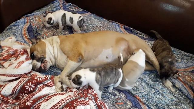 Ценный Приз Изюминка 13 лет 4 мес., дети, внуки и правнуки.Амстаффы Ценный Приз.ast-dog.ru смотреть онлайн