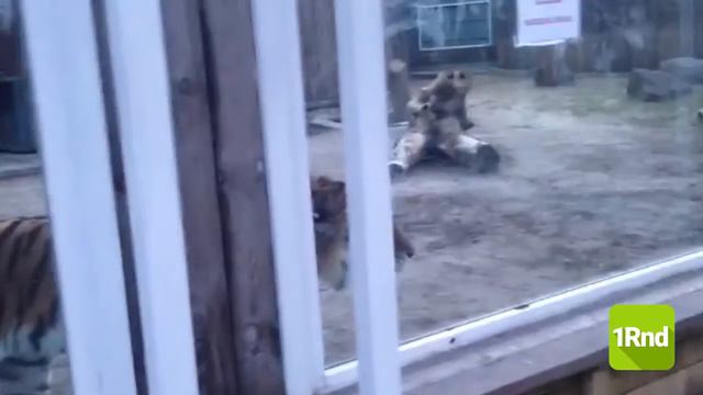 Тигра Устина выпустили в открытый вольер смотреть онлайн