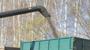 Универсальный комбайн RSM 161 на уборке подсолнечника_видеоотзыв