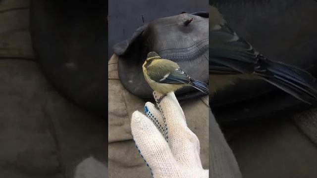 Так работает СЫРОЕДЕНИЕ) Очаровательная птичка прилетела ко мне и села на руку! смотреть онлайн