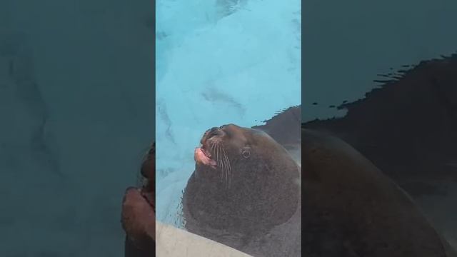 Прогулка в Московском зоопарке. смотреть онлайн