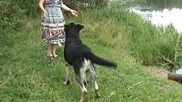 Плавание собаки Малыш смотреть онлайн
