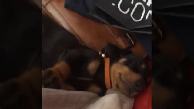 Meet Amigo! Mini Dachshund! 9 weeks old смотреть онлайн