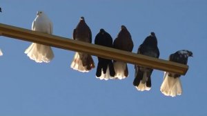 голуби Мариуполя во Фролово