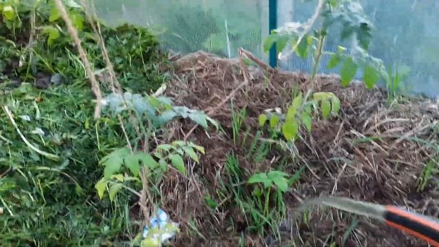 Использование скошенной травы и мульчи в огороде. Не копаем огород ! смотреть онлайн