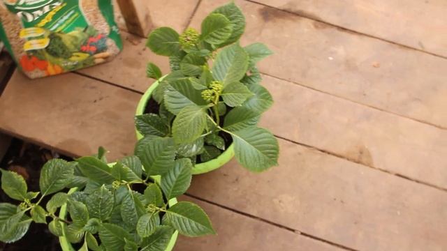 ГОРТЕНЗИЯ Крупнолистная. Весь цикл работ от Посадки до Продажи. смотреть онлайн