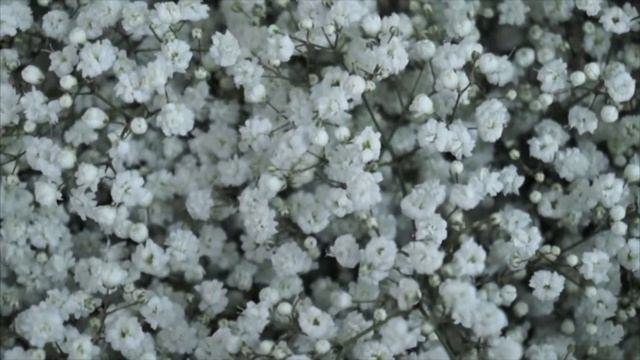 Купить Гипсофилу Gypsophila paniculata Xlence в Минске смотреть онлайн