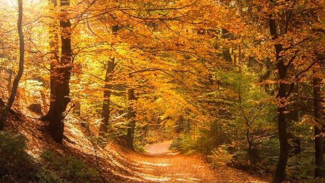 Золотая осень в лесу! (автор музыки Сергей Грищук) смотреть онлайн