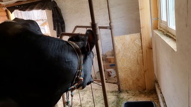 Купили корову в подарок, как везли. Мечты сбываются!!! смотреть онлайн