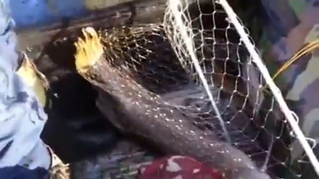 Супер Рыбалка Щука 8.3 кг. Чебоксары, Сидельниковс смотреть онлайн