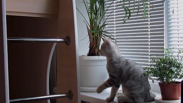 Котёнок и цветы... смотреть онлайн