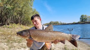 Ловля сазана и белого амура на Ахтубе. Осенние Ахтубинские трофеи.