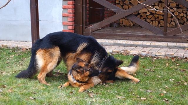 Фотографируем собак. Photographing dogs. Кайзер и Дели. German Shepherd. смотреть онлайн