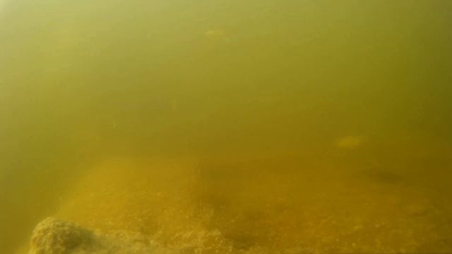 Подводная съёмка небольшого озерца под Минском смотреть онлайн