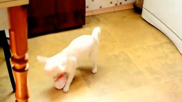 Чихуахуа г/ш Голден из Лайф Шарлин Шик смотреть онлайн