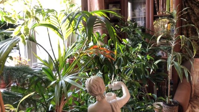 Цветение Хамедореи Элегантс смотреть онлайн