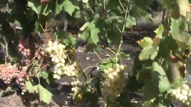 Виноград.Поздние сорта. смотреть онлайн